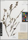 Foto von Salix myrsinifolia Salisb.